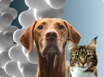 Cat and dog