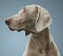 cane grigio che guarda a sinistra