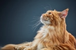 gato amarelo com pelo longo