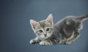 gattino carino