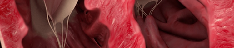 anatomia cardiaca