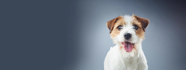 嘌呤-研究所-转录物-犬