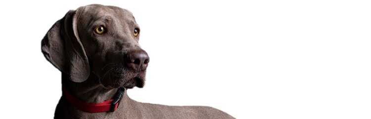认识 Herman,它是一只年轻的大型成年犬,偶尔出现后肢跛足和不愿玩耍的情况。