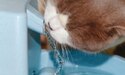 Orange and white cat drinking from flowing water