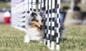 活跃型犬、工作犬和运动型犬的营养