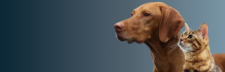 Gato e cachorro