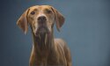 chien marron regardant l'objectif