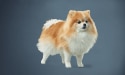 kleiner weiß-brauner Hund vor blauem Hintergrund