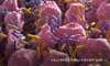 villi intestinali con batteri