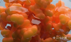 タンパク質