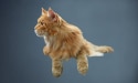 gatto rosso con sfondo blu