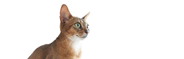 Get to know Sparks, a young, adult cat with pruritus.