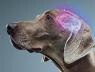 gray-muzzle-bright-mind