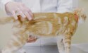 兽医正在对黄色猫咪进行体重评估
