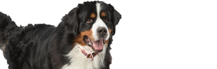 认识一下 Duffy,它是一只患有慢性小肠腹泻的年轻成年犬