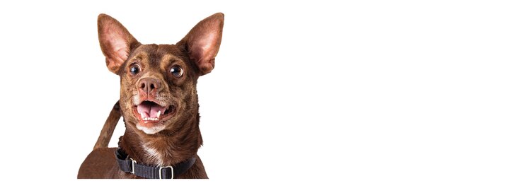 Say hello to Benny, an adult, small-breed dog.