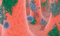 illustration des probiotiques