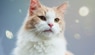 Realtà e finzione sull'allergia ai gatti