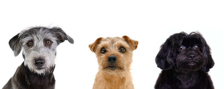 cachorros pequenos olhando para a câmera