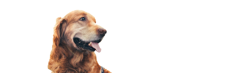 eine gesunde, ältere Golden Retriever-Hündin