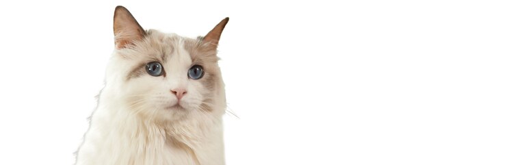 Darf ich vorstellen: Autumn, eine ausgewachsene Katze mit Anorexie