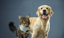 cane e gatto che guardano la telecamera con uno sfondo blu