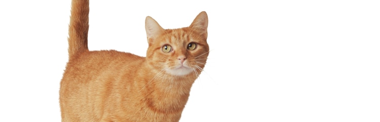 在室内喂养的橘色美国短毛猫