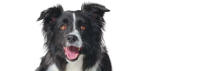 Ein schwarz-weißer Border Collie