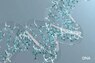 purina-institute-biomedizin-dna-abschnitt