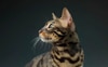 Purina-Institut für die Gesundheit alternder Katzen