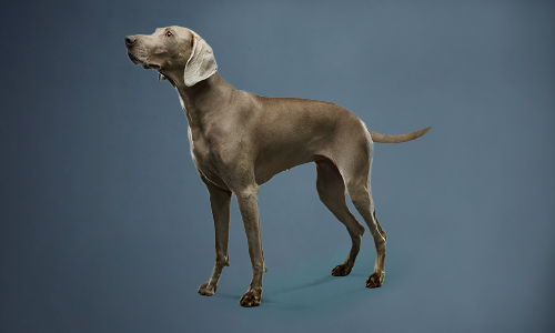 Futter für ältere Hunde
