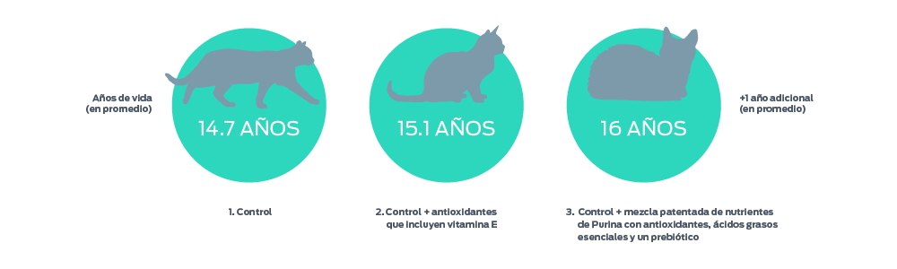 Beneficios de la nutrición mostrados en el innovador estudio de longevidad en gatos 