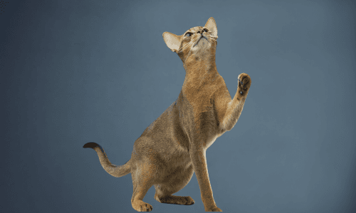 Di Cosa Ha Bisogno Il Gatto Per Una Salute Ottimale?
