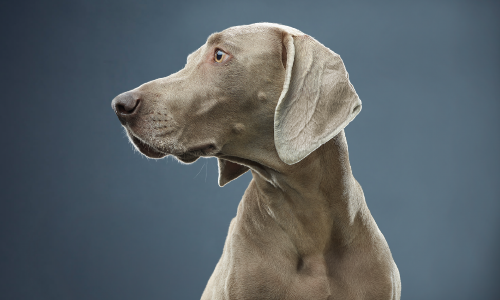 Comprendre Le Déclin Cognitif Léger Lié À L'âge Chez Les Chiens Et Le Rôle De L'alimentation