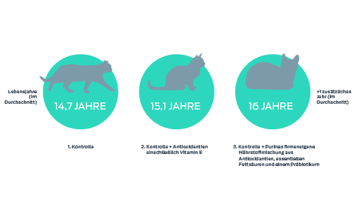 Bahnbrechende Studie zur Lebenserwartung von Katzen weist Nutzen der Ernährung nach