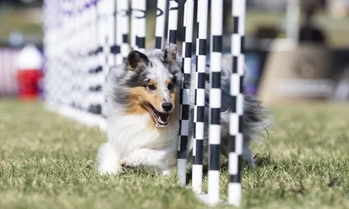 Nutrição Para Cães Ativos, De Trabalho E Esporte