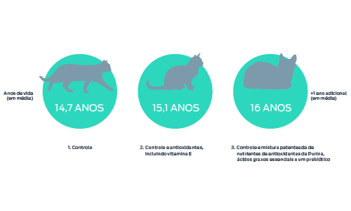 Benefícios Da Nutrição Mostrados No Estudo Inovador De Longevidade Em Gatos