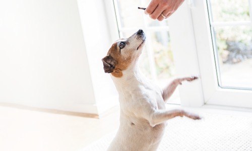 Cães adultos e filhotes: Alimentação com petiscos