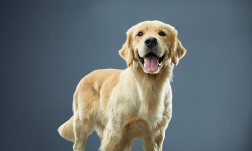 Cuccioli E Cani Adulti: L'importanza Di Rimanere Magri