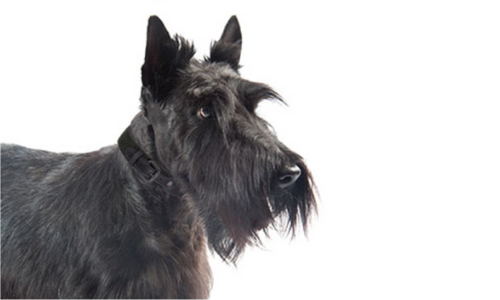 ANNIE, reação adversa canina a alimentos