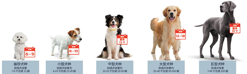 幼犬生长速度
