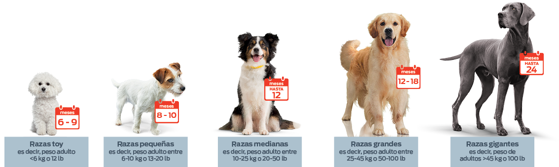 Tasas De Crecimiento De Cachorros