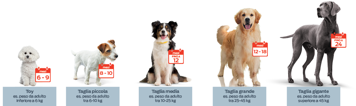 Tassi Di Crescita Del Cucciolo