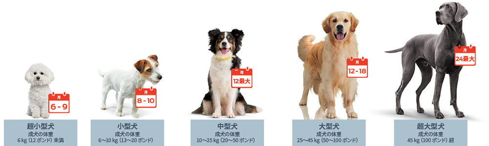 子犬​の成長速度