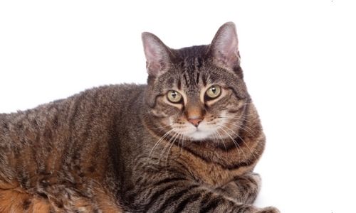 Jemma, Un Chat en Surpoids 