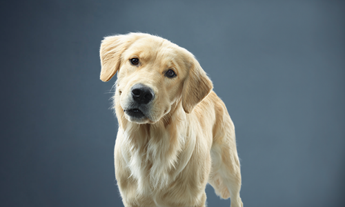 Erhaltungsnahrung für gesunde ausgewachsene Hunde