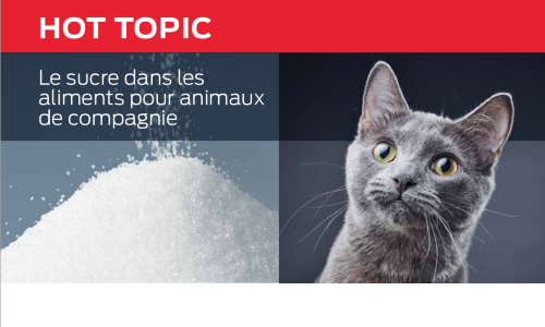 Le Sucre Dans Les Aliments Pour Animaux De Compagnie