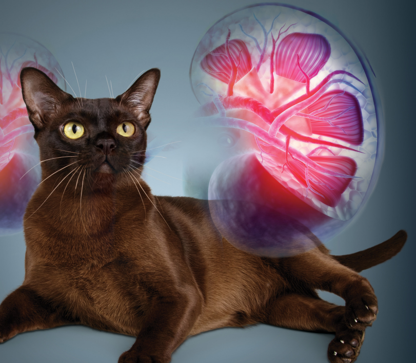 Les Protéines Pour Les Chats Atteints De Maladies Rénales Chroniques