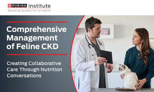 Comprehensive Management of Feline CKD