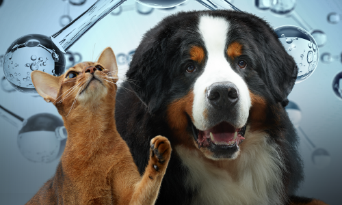L'HYDRATATION CHEZ LES ANIMAUX DE COMPAGNIE : Stratégies de gestion de l'équilibre hydrique chez les chats et les chiens